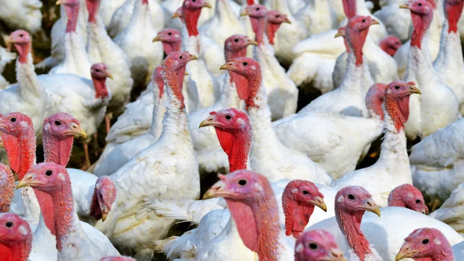 turkeys-2977258_1920